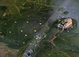 Spotted Turtle